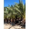 Phoenix Canariensis , kmeň 70/90 cm,celková výška 300/350cm