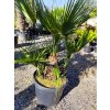 Chamaerops Humilis var. Humilis kmeň 20/30cm