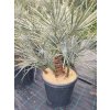 Chamaerops Humilis var. Cerifera kmeň 20/30 cm