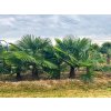 Trachycarpus Fortunei kmeň 60/80cm voľnokorený