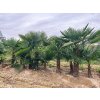 Trachycarpus Fortunei kmeň 80/100 cm