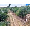 Trachycarpus Fortunei kmeň 80/100 cm