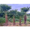 Trachycarpus Fortunei kmeň 80/100 cm