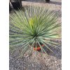 Yucca Rostrata 50/60cm