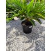 Cycas Revoluta (Cykas Japonský)