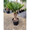 Trachycarpus Wagnerianus kmeň 30/40 cm