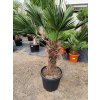 Trachycarpus Wagnerianus kmeň 60/80 cm