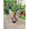 Trachycarpus Wagnerianus kmeň 60/80 cm