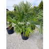 Trachycarpus Fortunei Dvojkmeň voľnokorenný
