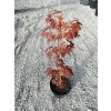 Acer Palmatum " Atroopurpureum" 60/70 cm
