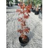 Acer Palmatum " Atroopurpureum" 60/70 cm