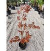 Acer Palmatum " Atroopurpureum" 100/110 cm