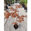 Acer Palmatum " Atroopurpureum" 110/120 cm