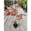 Acer Palmatum " Atroopurpureum" 110/120 cm