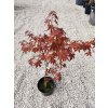 Acer Palmatum " Fireglow " 70/80cm