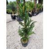 Cyprusovec leylandský (Cupressocyparis leylandii) Clt 10