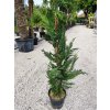 Cyprusovec leylandský (Cupressocyparis leylandii) Clt 10