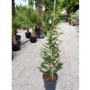 Cedrus Atlantica Clt 18