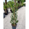 Cedrus Atlantica Clt 18