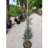 Cedrus Atlantica "Glauca" Clt 18