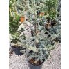 Cedrus Atlantica "Silberspitz" Clt 18
