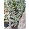 Cedrus Atlantica "Silberspitz" Clt 18