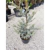 Cedrus Atlantica "Silberspitz" Clt 18