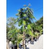 Albizia julibrissin 'Ombrella' Clt 18