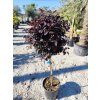 Loropetalum chinense "Black Pearl " na kmienku clt18