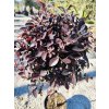 Loropetalum chinense "Black Pearl " na kmienku clt18