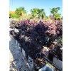 Loropetalum chinense "Black Pearl " na kmienku clt18