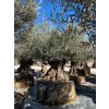 Olivovník Európsky(Olea Europaea) kmeň-obvod 200/250cm