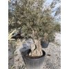 Olivovník Európsky(Olea Europaea) kmeň obvod 150/200cm