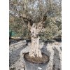Olivovník Európsky(Olea Europaea) kmeň obvod 150/200cm