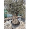 Olivovník Európsky(Olea Europaea) kmeň obvod 150/200cm