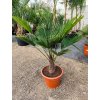Trachycarpus Wagnerianus