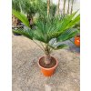 Trachycarpus Wagnerianus