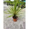Cordyline Australis "Tobay Dazzler"