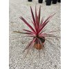 Cordyline Australis "Paso Doble"