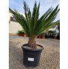 Cycas Revoluta (Cykas Japonský)