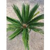 Cycas Revoluta (Cykas Japonský)