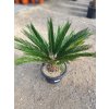 Cycas Revoluta (Cykas Japonský)