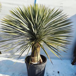 Yucca rostrata, neodmysliteľná súčasť exotickej záhrady. Jej mrazuodolnosť je vysoká, až do -20st. Má rada suché...