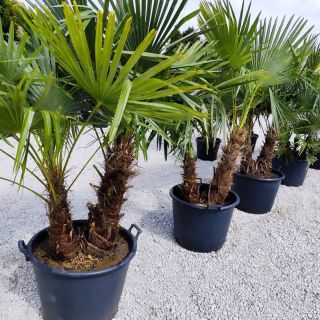 Vaše obľúbené dvojkmene budú opäť v ponuke vo voľnokorenenej forme alebo v kvetináči uz počas Marca. Rezerváciu za...