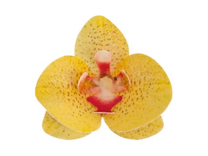 Jedlá dekorace na dort, orchidej Dekora (1)