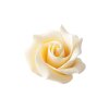 Čokoládová růže perleťově bílá 4,5 x 3 cm