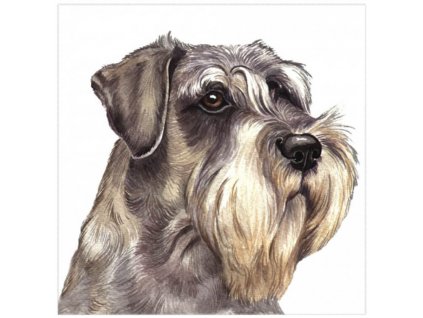 Přání 01035 - 16x16cm - Schnauzer Přání Zvířata Ptáci