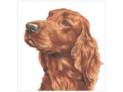 Přání 01040 - 16x16cm - Irish Setter Přání Zvířata Ptáci