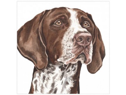 Přání 01064 - 16x16cm - German Shorthaired Pointer Přání Zvířata Ptáci