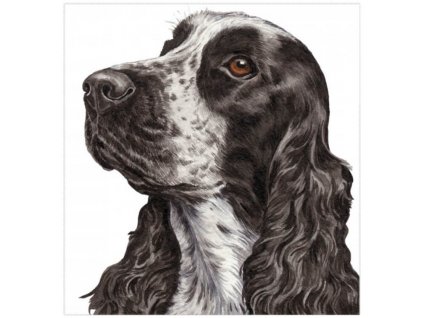 Přání 01067 - 16x16cm - Cocker Spaniel Přání Zvířata Ptáci